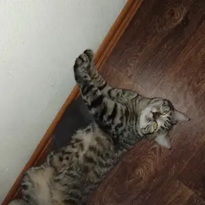 Кошка, Душанбе