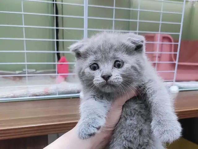 Шотландский вислоухий кот, Душанбе