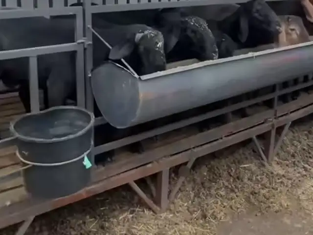 Гӯсфандхона, Исфара