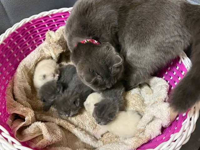 Котята, Худжанд