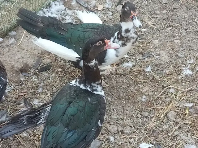 Индоутка, Хуҷанд