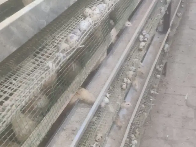 Бедона, Худжанд