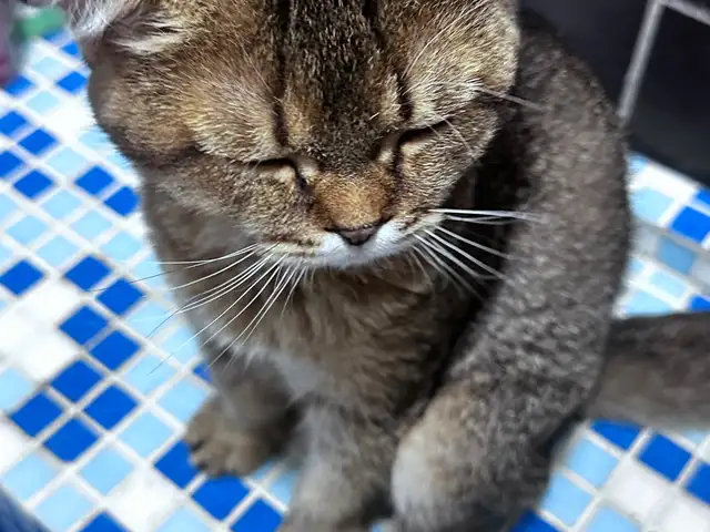 Кошка, Душанбе