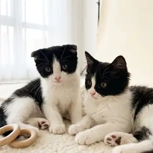 Шотландские котята, Душанбе