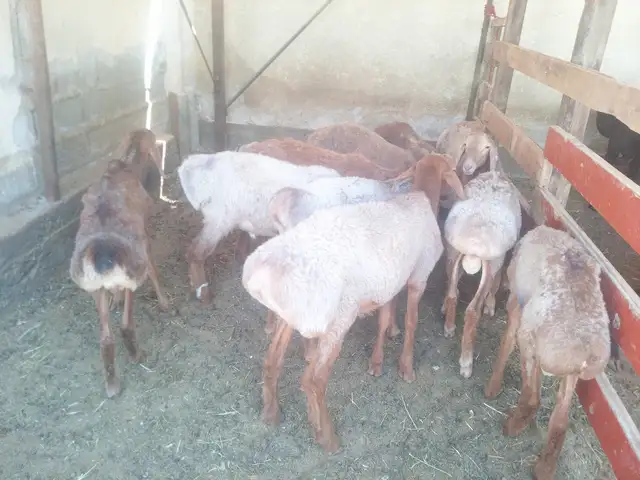 Кошкор бара, Хуҷанд