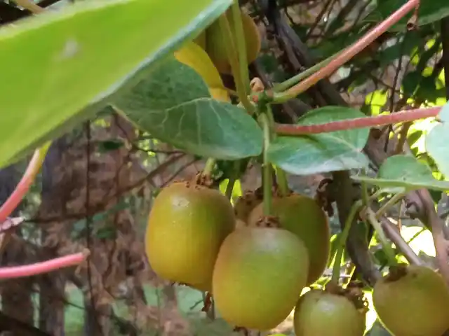 Саженцы Киви, Душанбе
