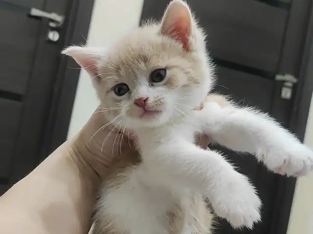 Шотландский котёнок, Душанбе