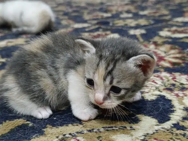Котята, Худжанд