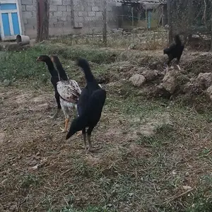 Мокёнхои ганой, Турсунзаде