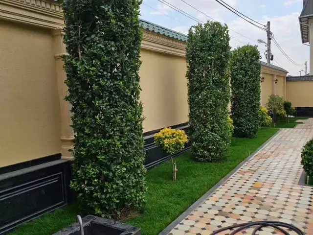 Дарахтони Ороиши барои Хавлихо, Душанбе