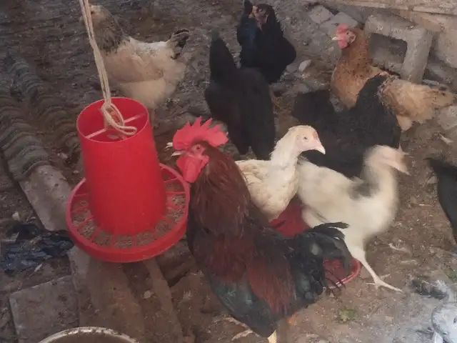 Мург хонаги тухмкун, Хуҷанд