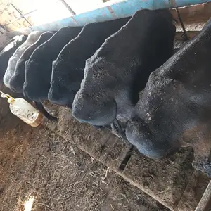 Гусфанд, Худжанд