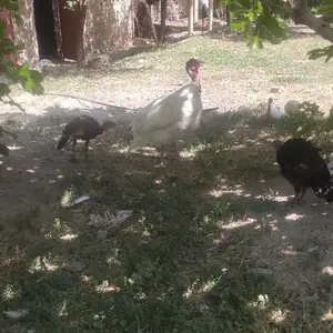 Чучаи индюк, Вахдат