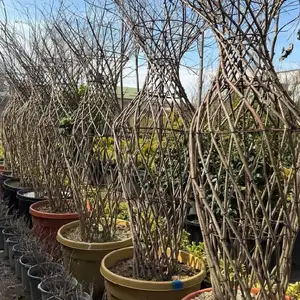 Индийская Серень, Душанбе