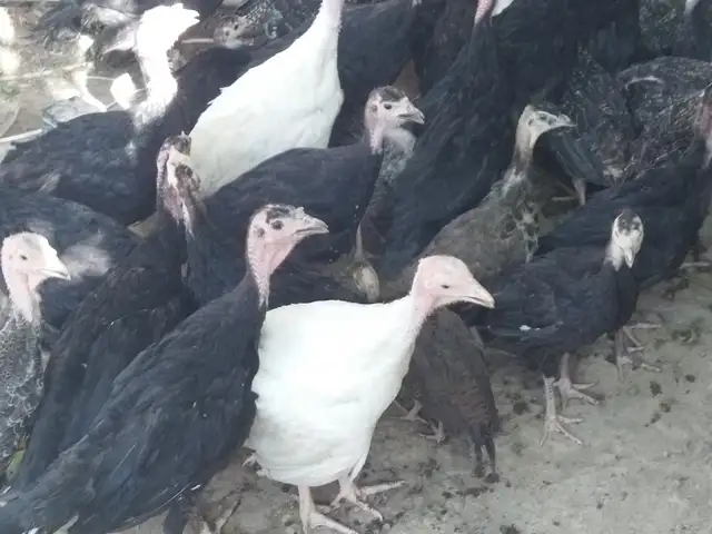 Чучаи индюк, Душанбе