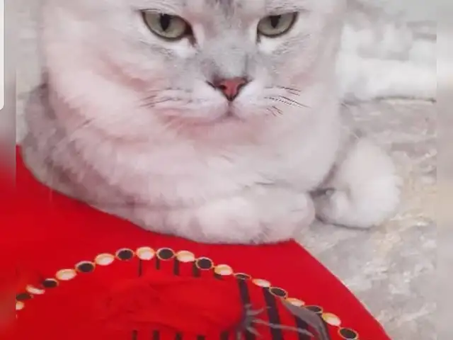 Кот британская шиншила на вязку, Душанбе