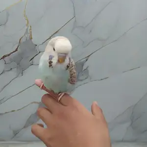Попугай, Душанбе