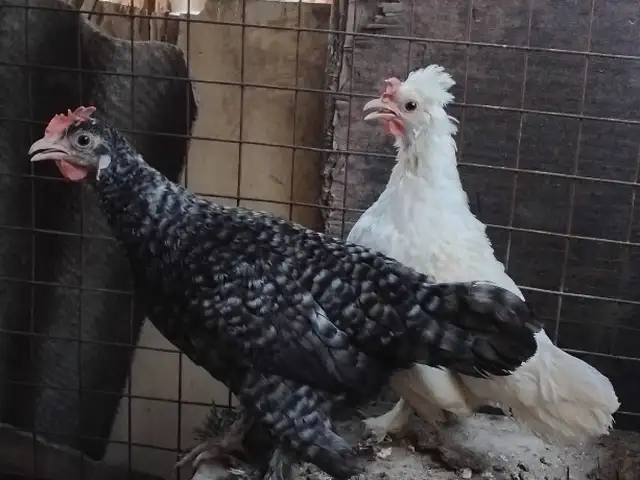 Японча Мургу хурӯс, Хуҷанд