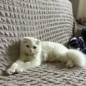 Кот вислоухий длинношерстный, Худжанд