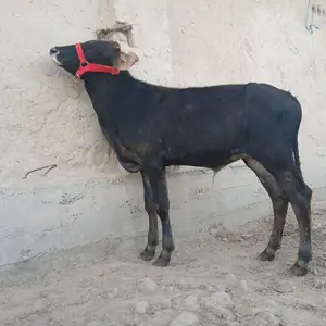 Букача, Турсунзода