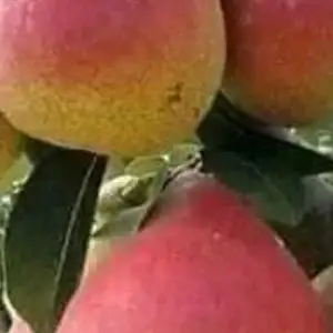 Ноки дилафруз, Худжанд