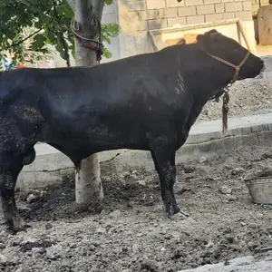 Гови букка, Худжанд