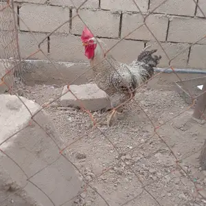 Хуруз, Вахдат