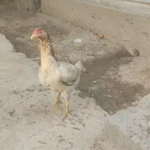 Мокиён Дакан, Душанбе