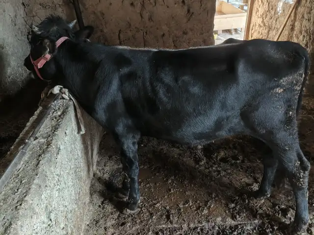 Букача, Душанбе