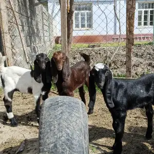 Бузголахоий покистони, Хуҷанд