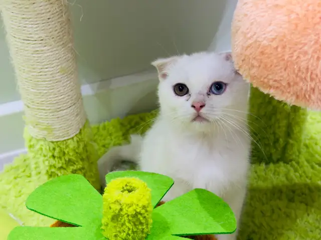Шотландские котята, Душанбе