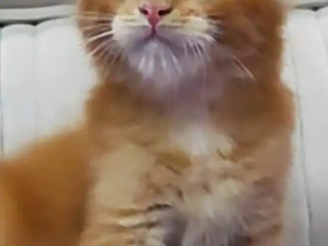 Кошка Мейн-кун, Душанбе - 3