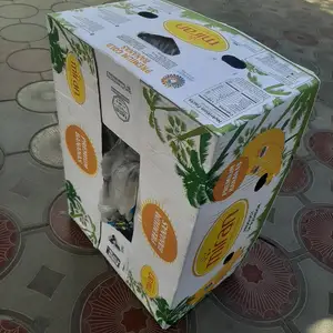 Коробка из под банана, Конибодом