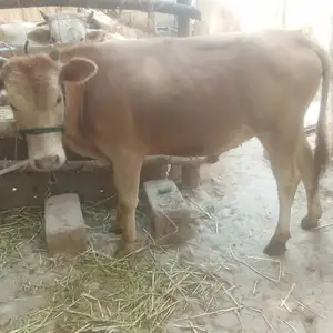 Бука, Душанбе