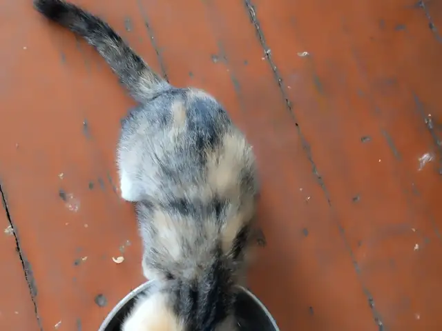 Домашние котята, Хуҷанд