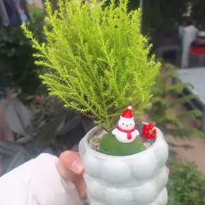 Декоративные цветы, Душанбе
