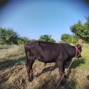 Букача, Канибадам