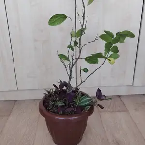 Лимонное дерево, Душанбе