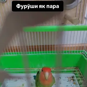 Попугай, Душанбе