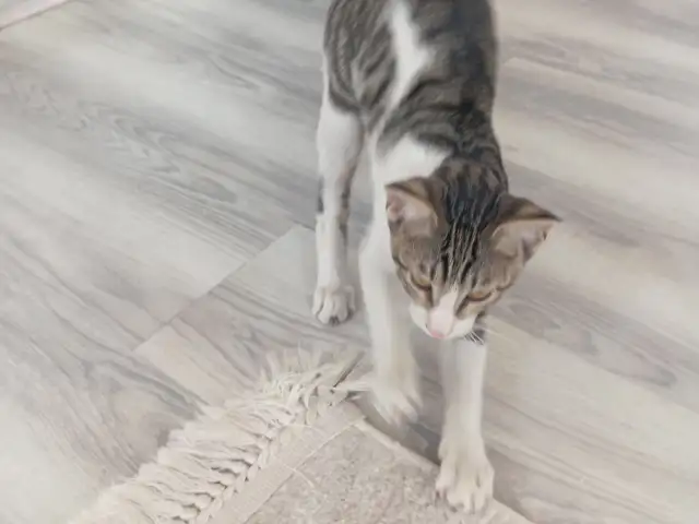 Кот, Душанбе
