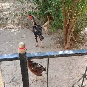 Дакан, Душанбе