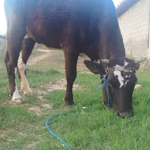 Гуночин, Вахш