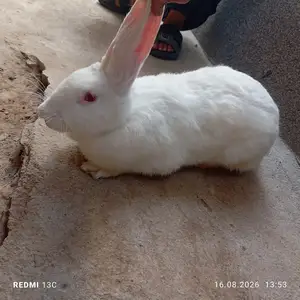 Харгуш хикол, Варзоб