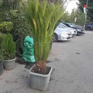 Арчаи туя, Душанбе