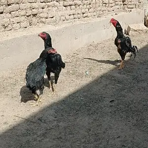 Дакан, Худжанд