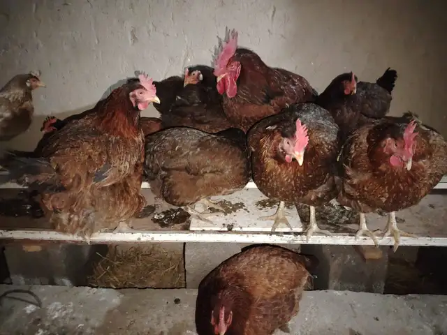 Мург, Турсунзода
