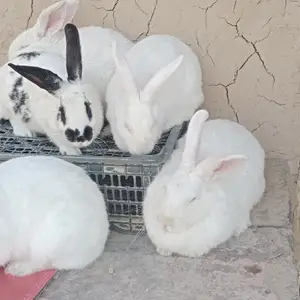 Харгуши бугуз 9км, Душанбе