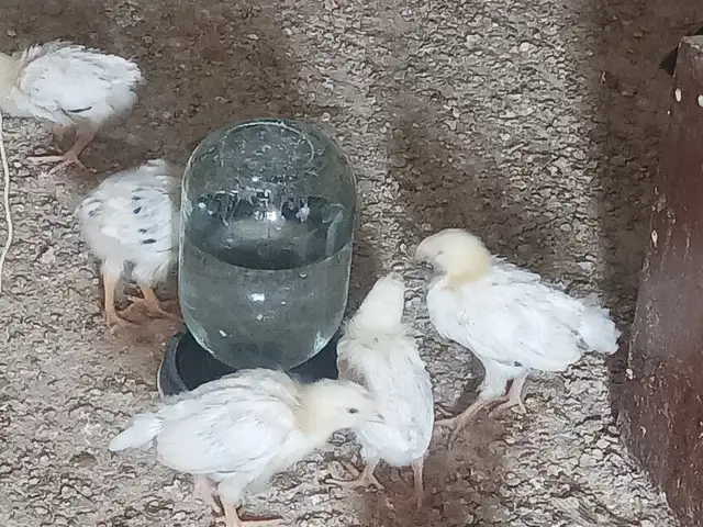 Чуҷаҳои рябушка, Гиссар