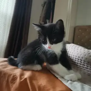 Котята даром, Бустон (Чкаловск)