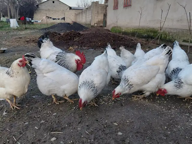 Тухми рябушка, Рудаки